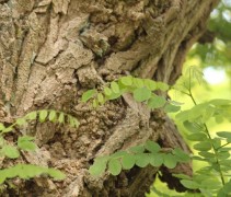 Robinia pseudoacacia blad 