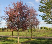Sierappel 'Mokum', hoogstam boom in bloei