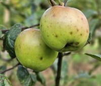 Malus dom. 'Idared' - Malus dom. 'Idared' - augustus