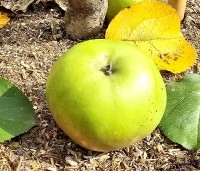 Malus dom. 'Idared' - Malus dom. 'Idared' - september