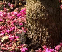 Cercis chinensis Avondale