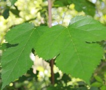 Morus alba 