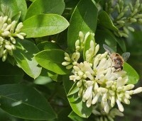 Ligustrum vulgare - Wilde Liguster - 1