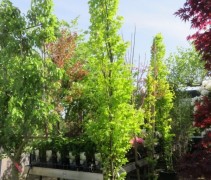 Fagus Dawyck Gold