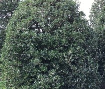 Osmanthus
