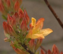 Rododendron (AK) Fireball