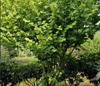 Corylus avellana 'Aurea' - Geelbladige hazelaar - 4