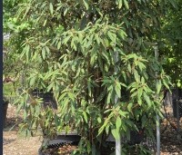 Viburnum rhytidophyllum - Sneeuwbal - 1