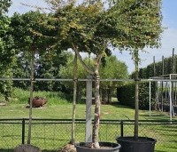 Acer palmatum - Japanse Esdoorn - 3
