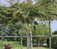 Acer palmatum - Japanse Esdoorn - 2
