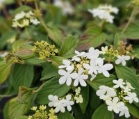 Viburnum plicatum 'Watanabe' - Sneeuwbal 'Watanabe' - 4