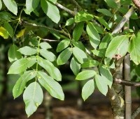Juglans regia 'Bella Maria' - Walnoot 'Bella Maria' - 1