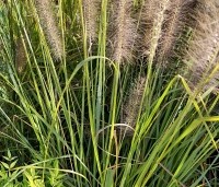 Pennisetum alopecuroides - Lampenpoetsersgras alopecuroides - 3