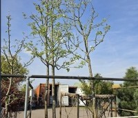 Malus dom. 'Golden Delicious' - Malus dom. 'Golden Delicious' - 1