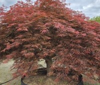 Acer palmatum 'Dragon Fire' - Japanse Esdoorn Dragon Fire - 6