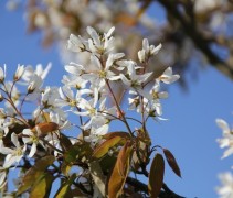 Amelanchier lamarckii Bloei