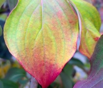 Cornus kousa 'Schmetterling'