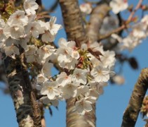 Prunus Thai haku