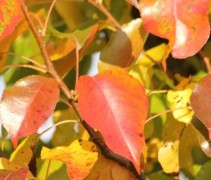 Pyrus calleryana 'Chanticleer' herfstkleur