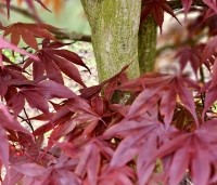 Acer palmatum 'Bloodgood' - Japanse esdoorn - 2