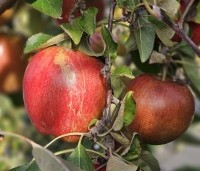 Malus dom. 'Braeburn' - Malus 'Braeburn' - 3