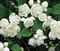 Philadelphus virginal. geurende jasmijn