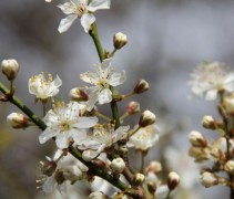 Prunus Spinosa