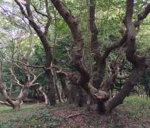 Quercus robur