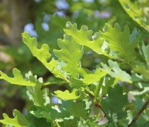 Quercus robur