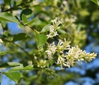 Ligustrum ovalifolium - Haagliguster - 8