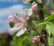 Malus dom. ‘Ingrid Marie’