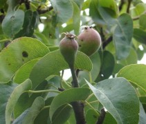 Pyrus communis 'Beurre Hardy' blad