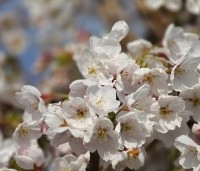 Prunus x yedoensis  - Yoshinokers - 4
