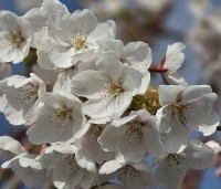 Prunus x yedoensis  - Yoshinokers - 5
