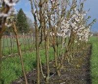 Prunus x yedoensis  - Yoshinokers - kweekveld de Kooi  THB