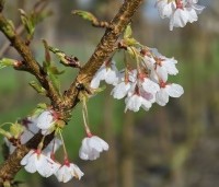 Prunus x yedoensis  - Yoshinokers - 2
