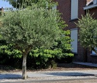 Quercus ilex - Steeneik - 1