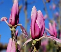 Magnolia 'Heaven Scent'  - Beverboom - 3