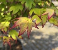 Acer palmatum 'Tsumabeni' - Acer palmatum 'Tsumabeni' Japanse kleinbladige esdoorn - 1