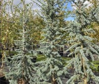 Cedrus libani 'Glauca' - Blauwe Ceder - 3