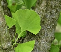 Ginkgo biloba 'Eiffel' - Japanse Notenboom 'Eiffel', struik - 1