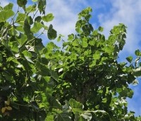 Tilia x europaea - Hollandse Linde - 1