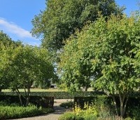 Koelreuteria paniculata - Chinese vernisboom - 1
