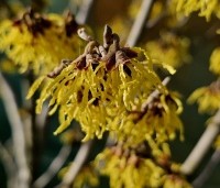 Hamamelis 'Arnolds Promise' - Toverhazelaar - 1