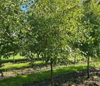 Rhamnus cathartica - Wegedoorn - 1