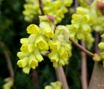 Corylopsis spicata in maart
