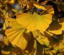 Ginkgo Biloba