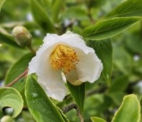 Stewartia pseudocamellia - Schijncamelia - 1