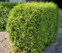 Thuja occidentalis 'Brabant' - Westerse Levensboom - 1
