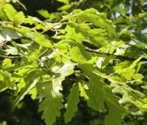 Quercus cerris jongblad